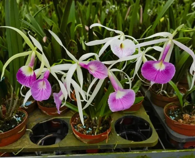 Brassocattleya Vigour Nobeling (Brassocattleya)