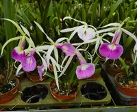 Brassocattleya Vigour Nobeling