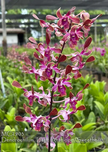 Dendrobium Little Antelope 'Sweetheart , Note : Fragrant Antelope Type'