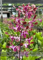 Den. Little Antelope 'Sweetheart , Note : Fragrant Antelope Type ' (lasianthera x Minnie)