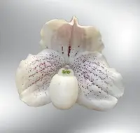 Paphiopedilum QF Winona (leucochilum × niveum)