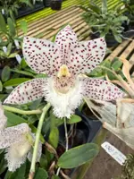 catasetum