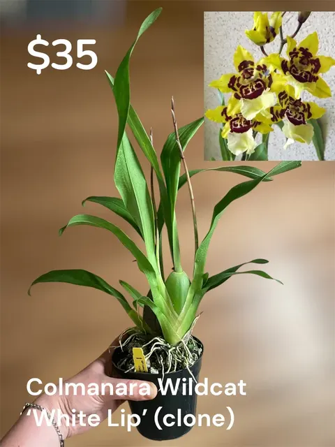 Oncidium Volcano Midnight ‘Volcano Queen’ 4in (Oncidium)