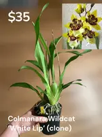 Colmanara Wildcat ‘White Lip’ 4in (Local Only)