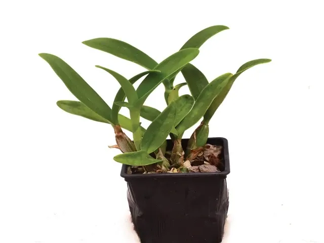 Guarianthe skinneri (Guarianthe)