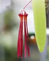 Bulbophyllum habrotinum