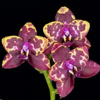 WP2635 Phalaenopsis Yaphon Black Rose (Clone)