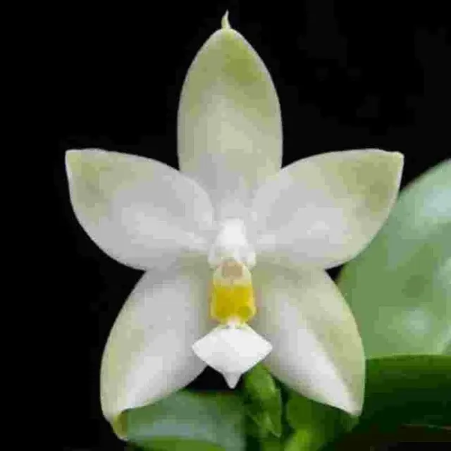 Phalaenopsis violacea var alba sp (Phalaenopsis)