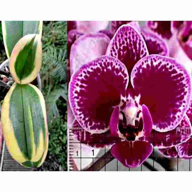 Phalaenopsis Chia E Yenlin Variegated