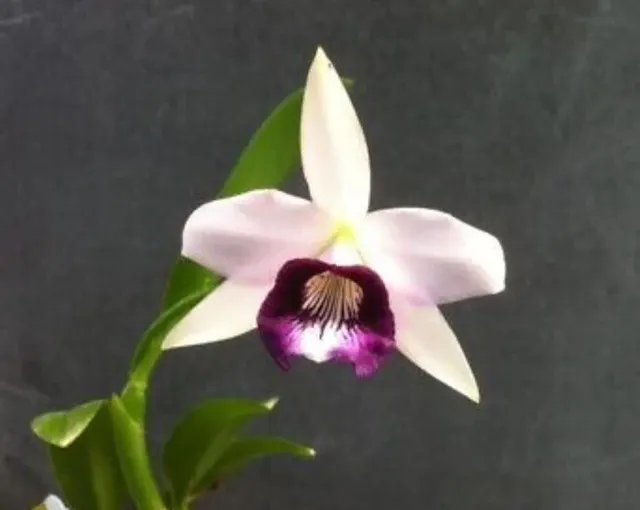 Laelia dayana coerulea 'Bodega Sky' (Laelia)