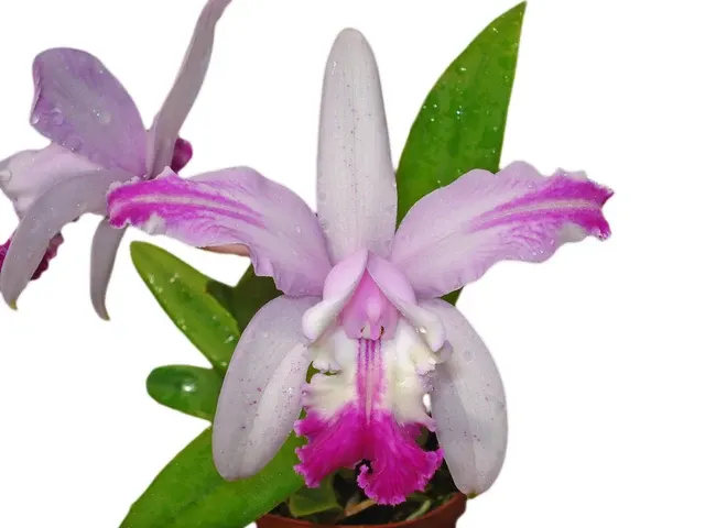 Cattleya intermedia x f alba 'Aquimi' (Cattleya)