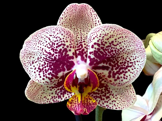 Phalaenopsis Streetwise