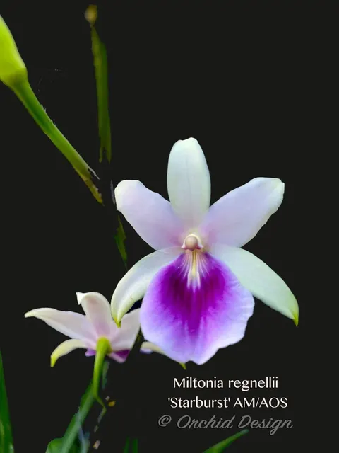 Miltonia regnellii (Miltonia)