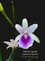 Miltonia regnellii (Species) Fragrant
