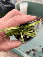 Neofinetia falcata ‘Kishusekko’