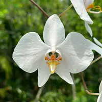 BD2446 Phalaenopsis amabilis Kalimantan x sib