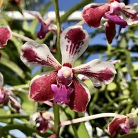 Vanda Loke (V.Lamellata x V.Luzonica)