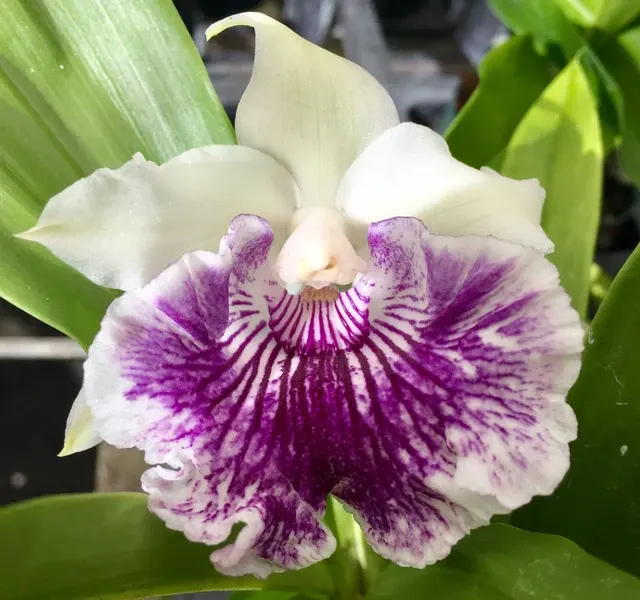 Cochleanthes amazonica x amazing