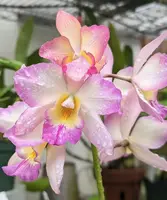 Iwanagara Apple Blossom Orchid – Live Orchid Plant, Blooming Size
