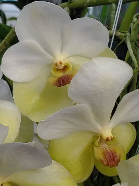 Vanda Charles Goodfellow x sanderiana (Vanda)