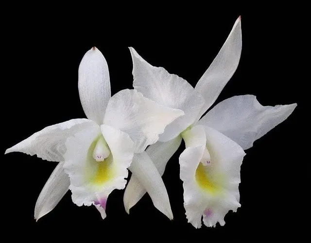 Cattleya candida x 'Tsubota Splash' (Cattleya)