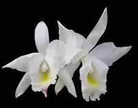 Cattleya candida 'Tsubota Splash' x Laelia anceps 'Bull's Var'