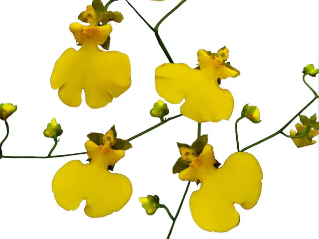 Oncidesa Sweet Sugar 'Lemon Drop' (Oncidesa)