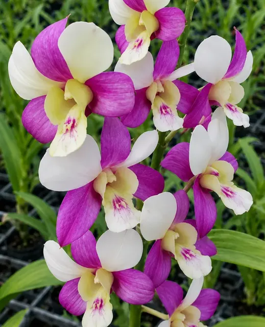 Dendrobium Shavin Pink (Dendrobium)