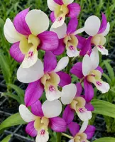 Shavin Pink Seedling