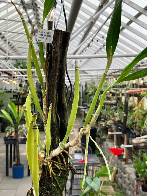 Encyclia Fausta (Encyclia)