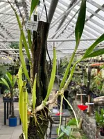 Encyclia Fausta