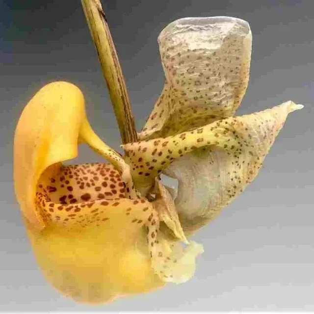 Coryanthes bruchmulleri sp (Coryanthes)