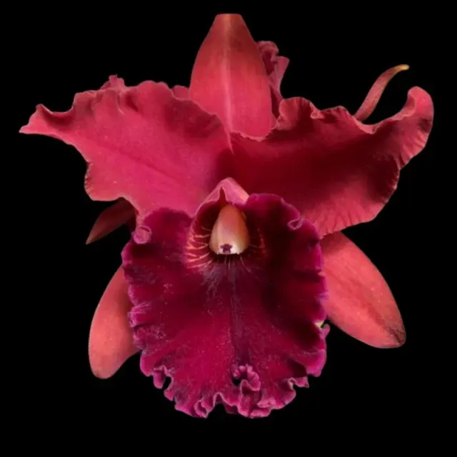 Cattleya Alliance - Rlc. Sharon King 'Volcano Queen'
