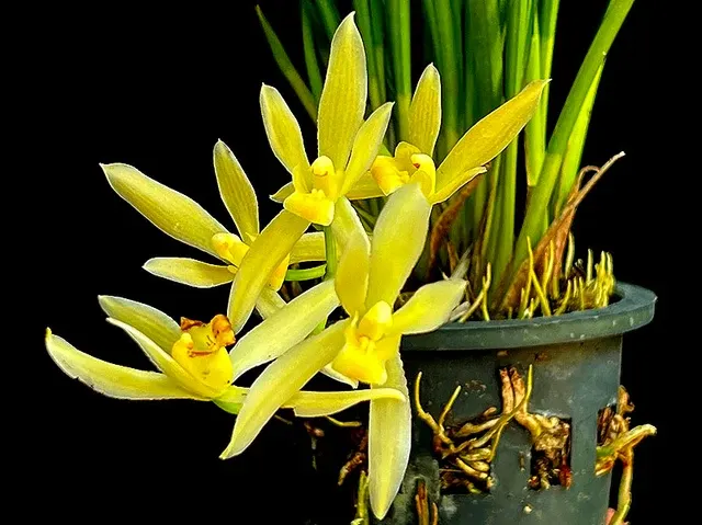 Cymbidium dayanum alba (Cymbidium)