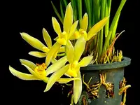 Cymbidium dayanum alba — 12 cm / No