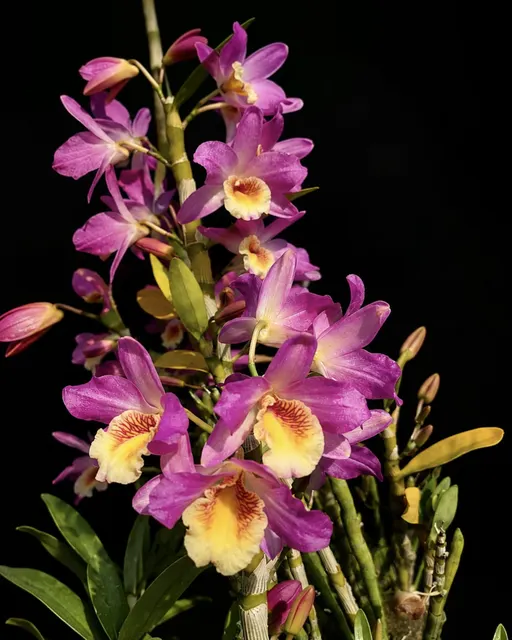Dendrobium nobile 'Nampuka' (Dendrobium)