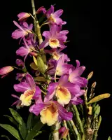 Dendrobium nobile ‘Nampuka’
