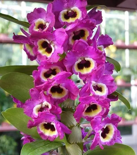 Dendrobium Red Emperor 'Prince' (Dendrobium)