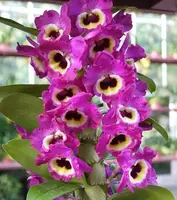 In Bud, Den. Red Emperor 'Prince', Shipping Included
