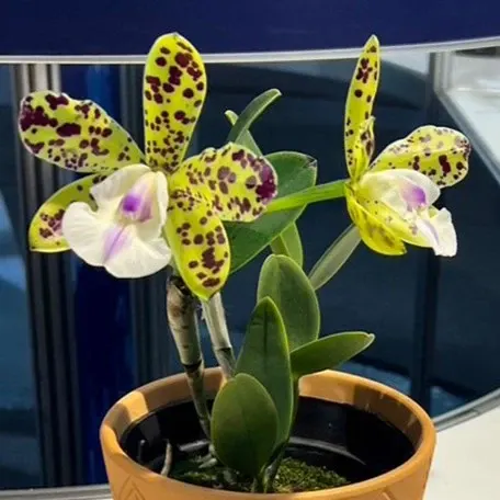 Cattleya YNS Green Leopard 'Caterpillar' (Cattleya)