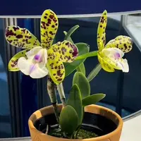 Cattleya YNS Green Leopard 'Caterpillar' 2.5" Fragrant *On Hand*