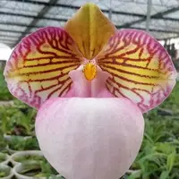 Paphiopedilum micranthum var. eburneum × sib 2.5"