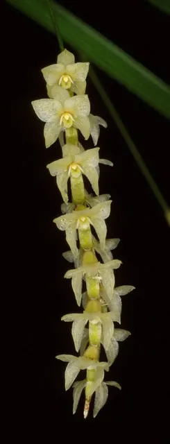 Dendrochilum stenophyllum (Dendrochilum)
