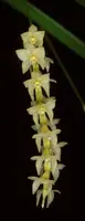 Dendrochilum stenophyllum