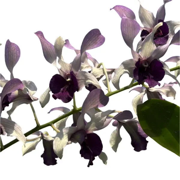Dendrobium Chanel x Lasiathera