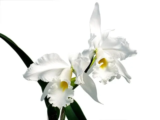 Cattleya Adrienne de Wavrin f. alba (Cattleya)