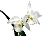 Cattleya Adrienne de Wavrin f. alba