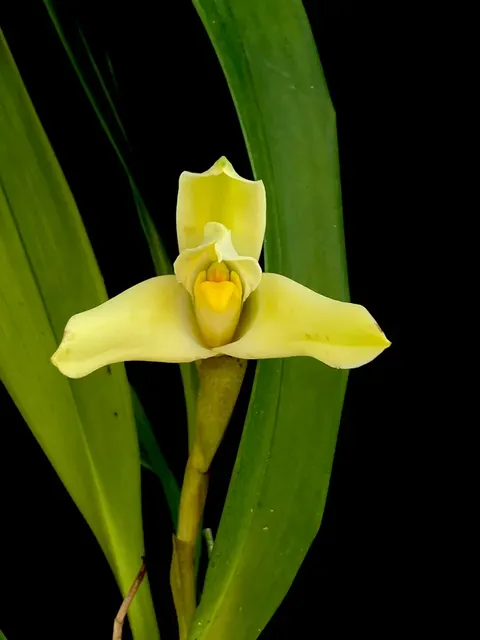 Maxillaria parkesii (Maxillaria)