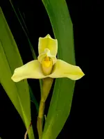 Maxillaria parkesii
