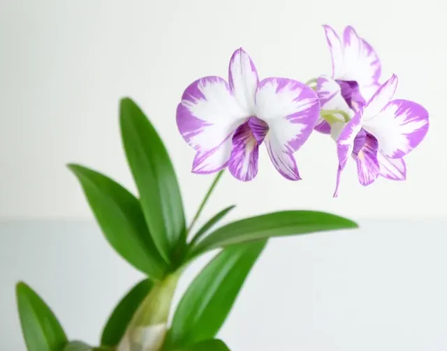 Dendrobium Enobi Purple